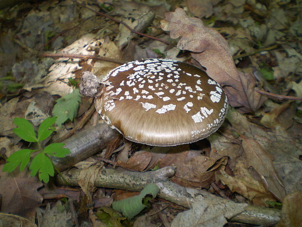 muchotrávka hrubá Amanita excelsa (Fr.) Bertill.