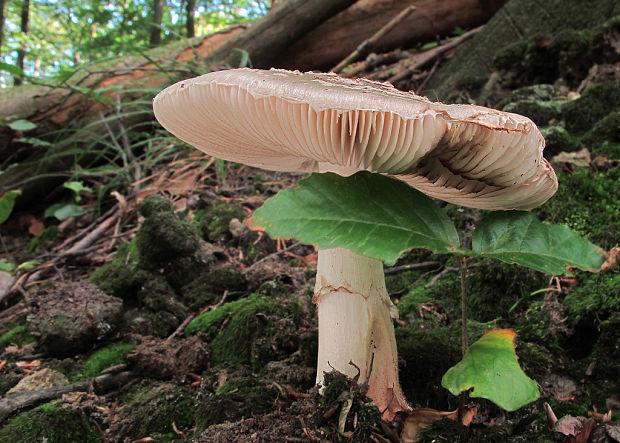 muchotrávka hrubá Amanita excelsa (Fr.) Bertill.