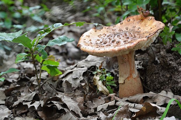 muchotrávka červenkastá Amanita rubescens Pers.