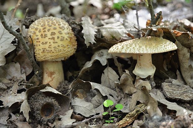 muchotrávka červenkastá Amanita rubescens Pers.