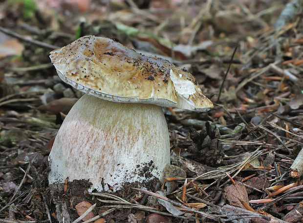 hríb smrekový Boletus edulis Bull.