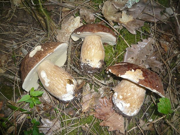 hríb dubový Boletus reticulatus Schaeff.