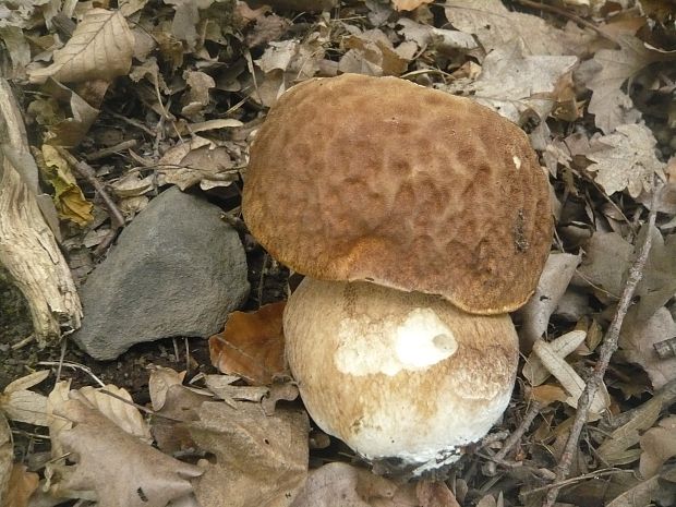 hríb dubový Boletus reticulatus Schaeff.