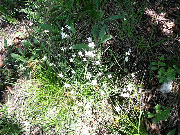 žerušničník Cardaminopsis sp. (Schult.) Hayek