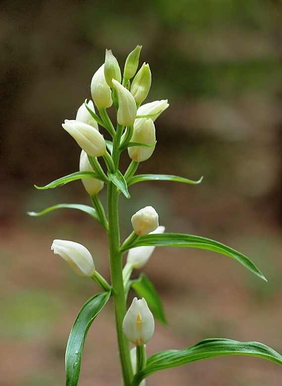 prilbovka biela Cephalanthera damasonium (Mill.) Druce