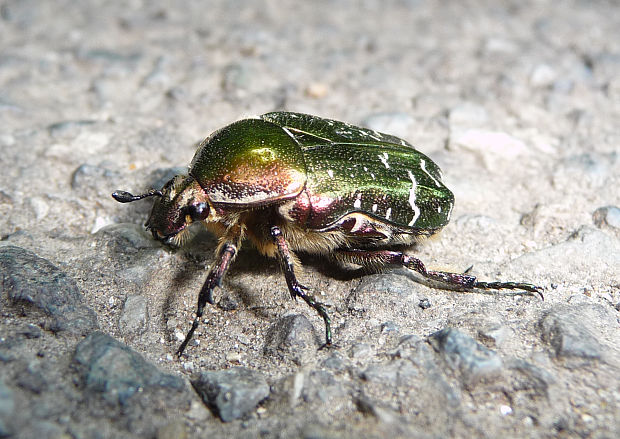 zlatohlávok zlatý Cetonia aurata