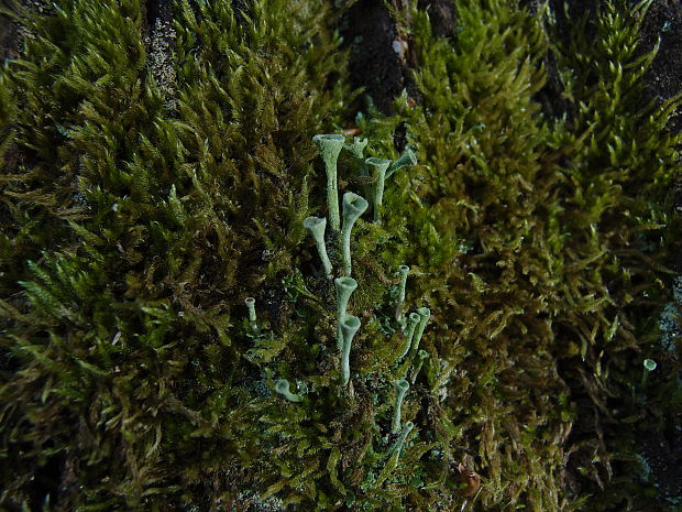 dutohlávka riasnatá Cladonia fimbriata (L.) Fr.