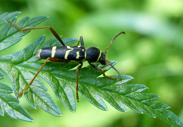 fuzáč Clytus arietis