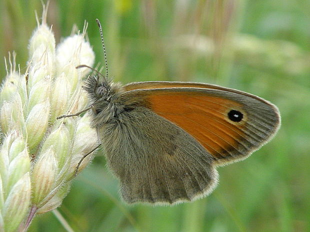 očkáň pohánkový Coenonympha pamphilus