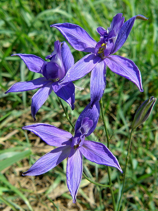 ostrôžka poľná Consolida regalis Gray