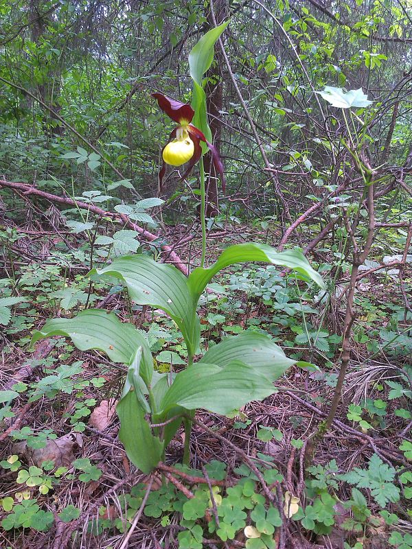 črievičník papučkový Cypripedium calceolus L.