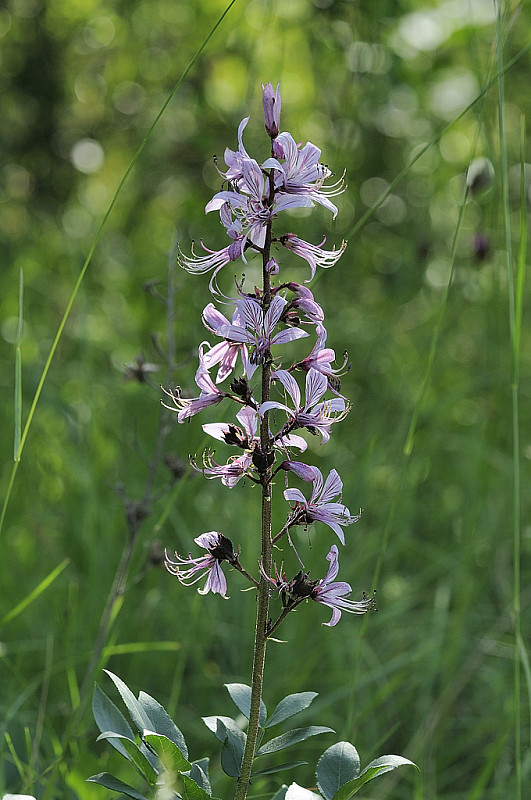 jasenec biely Dictamnus albus L.