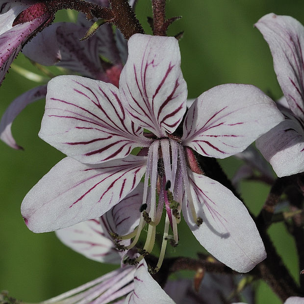 jasenec biely Dictamnus albus L.