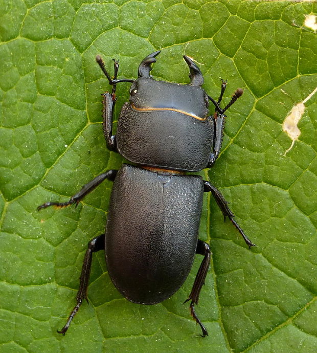 roháčik obyčajný Dorcus parallelopipedus Linnaeus, 1758