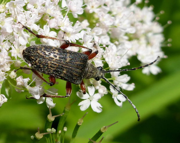 fuzáč Evodinus clathratus  Fabricius, 1793