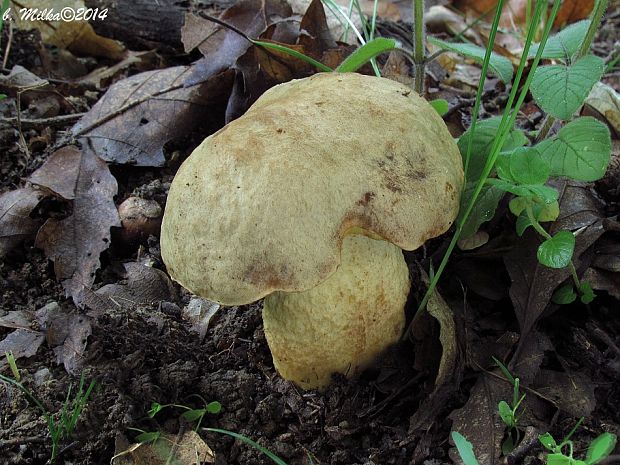 hríb plavý Hemileccinum impolitum (Fr.) Šutara