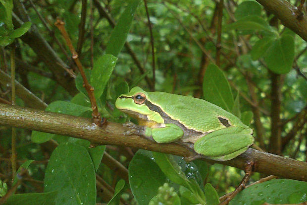 rosnička zelená Hyla arborea