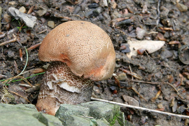 kozák dubový Leccinum aurantiacum (Bull.) Gray