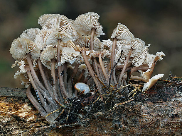 prilbička olivovožltá Mycena arcangeliana Bres.