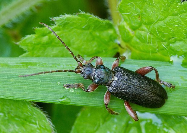 . Plateumaris bracata