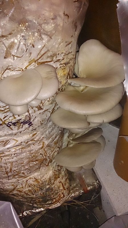 hliva ustricovitá Pleurotus ostreatus (Jacq.) P. Kumm.