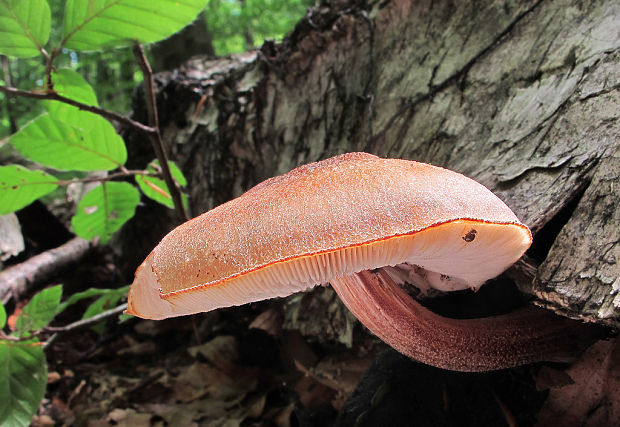 štítovka Pluteus sp.