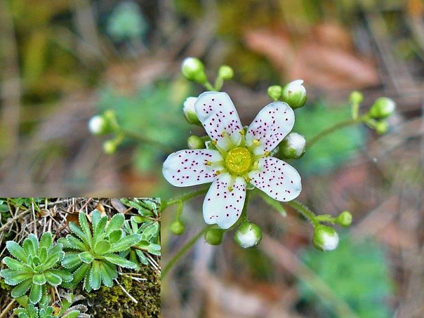 lomikameň metlinatý Saxifraga paniculata Mill.