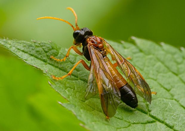 piliarka poľná Tenthredo campestris