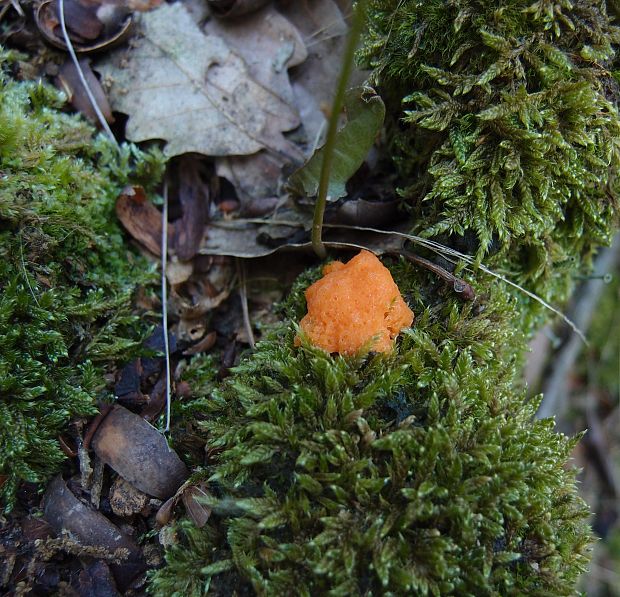 jahodník sasankovitý Tubifera ferruginosa (Batsch) J.F. Gmel.