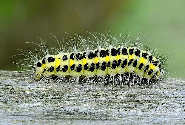 vretienka - húsenica  Zygaena sp.