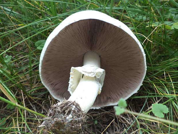 pečiarka Agaricus sp.