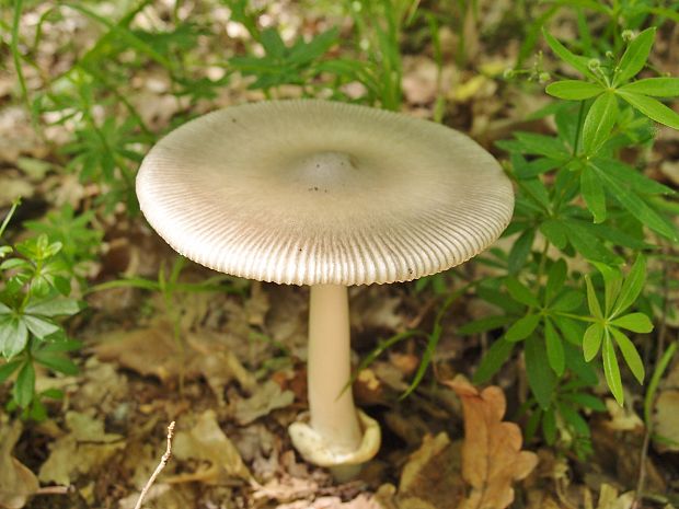 muchotrávka pošvatá Amanita vaginata (Bull.) Lam.