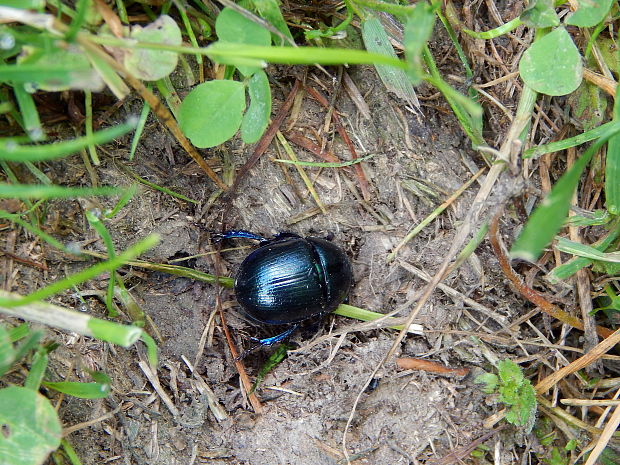 lajniak hôrny Anoplotrupes stercorosus