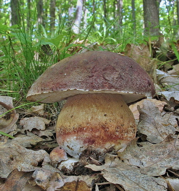 hríb sosnový Boletus pinophilus Pil. et Dermek in Pil.