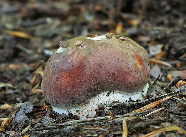 hríb sosnový Boletus pinophilus Pil. et Dermek in Pil.