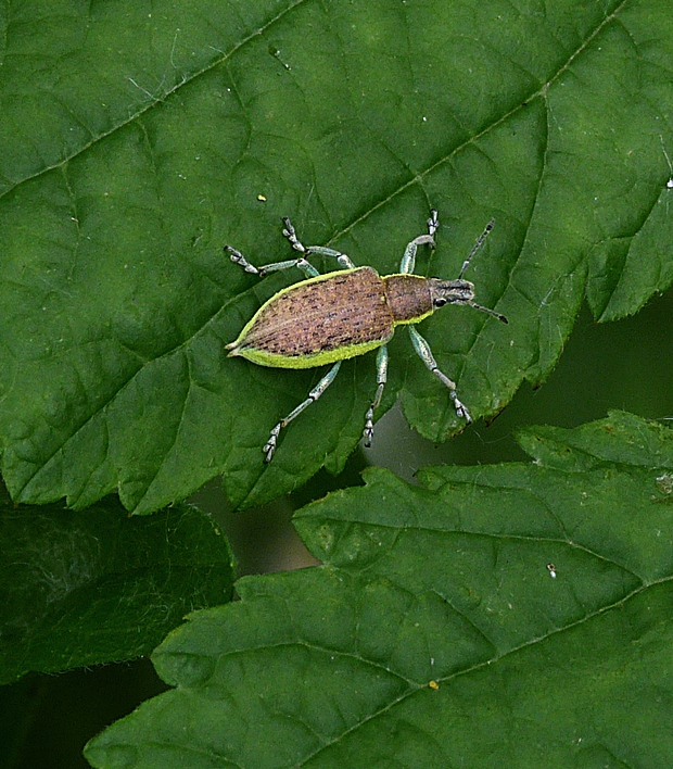 nosanik Chlorophanus graminicola