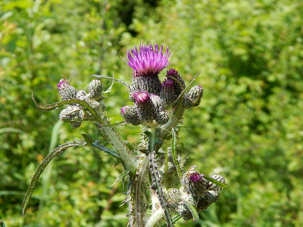 pichliač močiarný Cirsium palustre (L.) Scop.