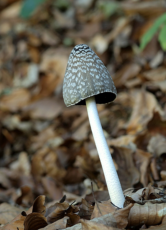 hnojník strakatý Coprinopsis picacea (Bull.) Redhead, Vilgalys & Moncalvo