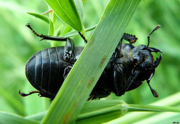 roháčik  Dorcus parallelipipedus