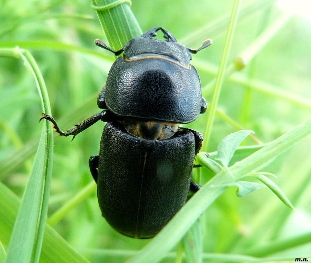 roháčik Dorcus parallelipipedus