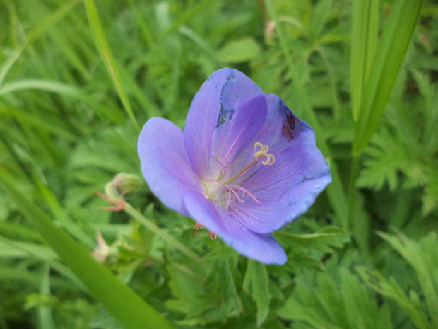 pakost lúčny Geranium pratense L.