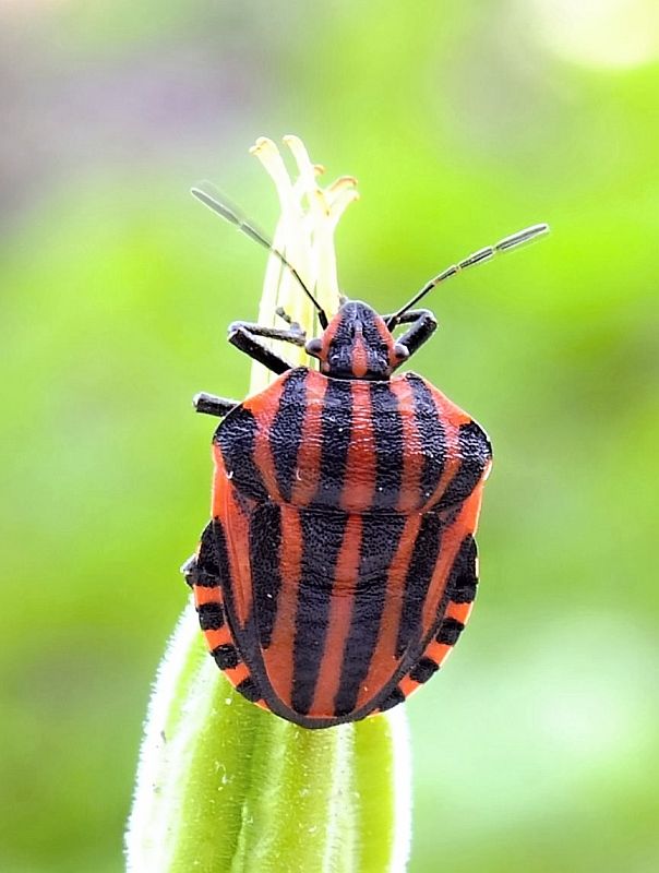 bzdocha pásavá Graphosoma italicum