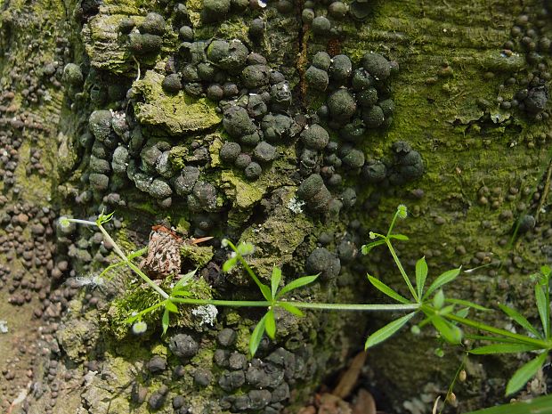 drevovček bukový Hypoxylon fragiforme (Pers.) J. Kickx f.