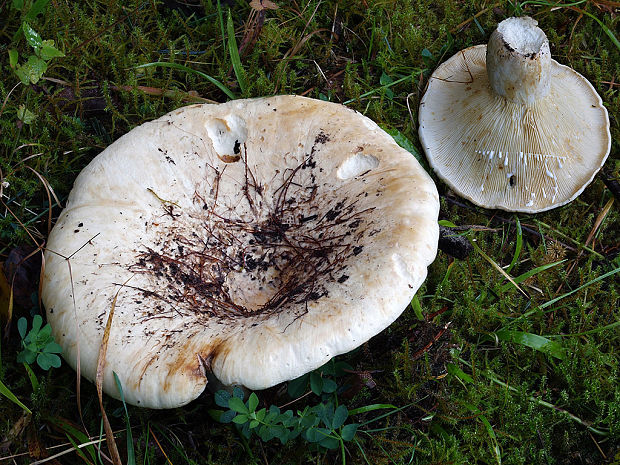 rýdzik plstnatý Lactarius vellereus (Fr.) Fr.