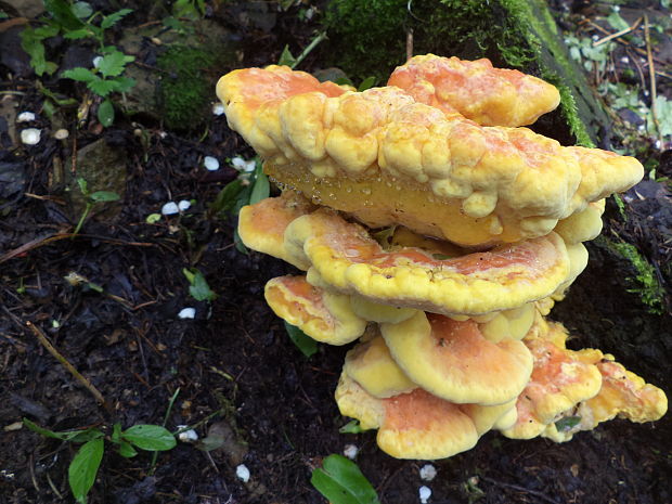 sírovec obyčajný Laetiporus sulphureus (Bull.) Murrill