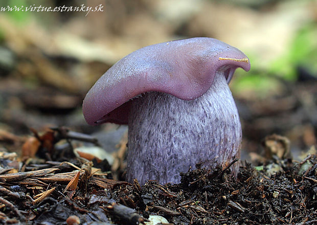 pôvabnica fialová Lepista nuda (Bull.) Cooke