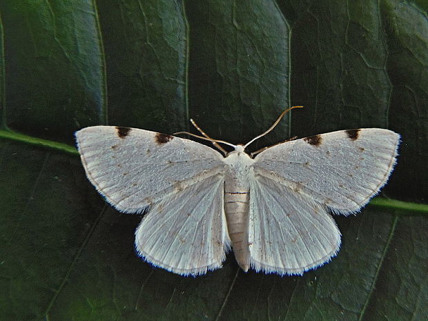 listnatka dvojškvrnná Lomographa bimaculata Fabricius, 1775