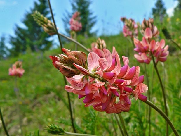 vičenec vikolistý Onobrychis viciifolia Scop.