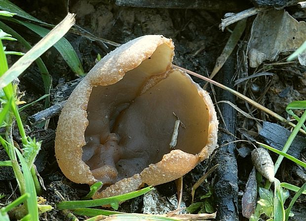 čiaška Peziza sp.