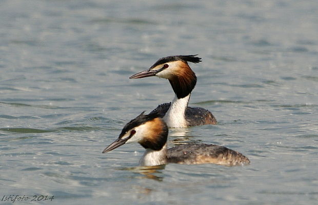 potápka chochlatá Podiceps cristatus